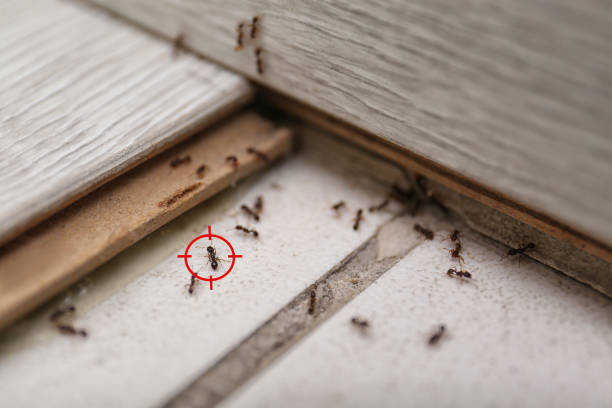 Best Pest Inspection Near Me  in South Wenatchee, WA
